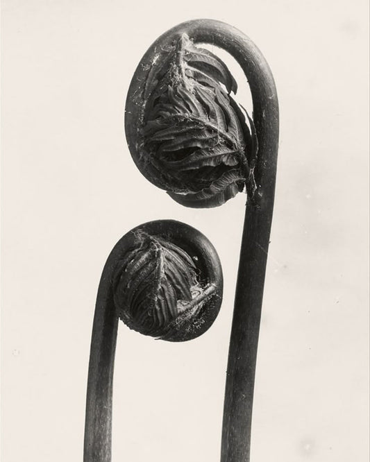 Luxury Niche Perfume Trends for 2026: How Scent Is Becoming Personal Identity