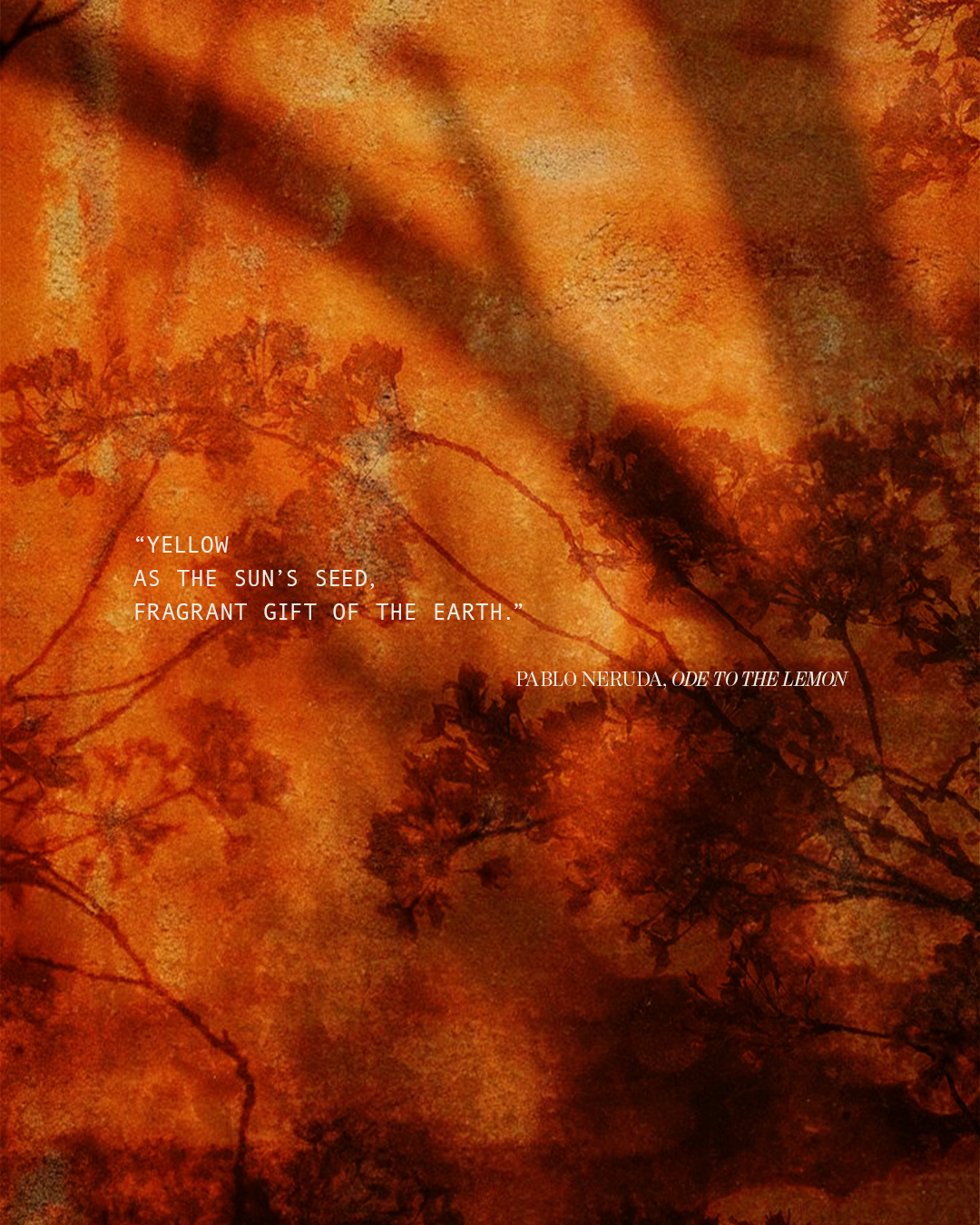 Editorial luxury fragrance image with warm amber light, botanical shadows, and a poetic citrus inspired quote
