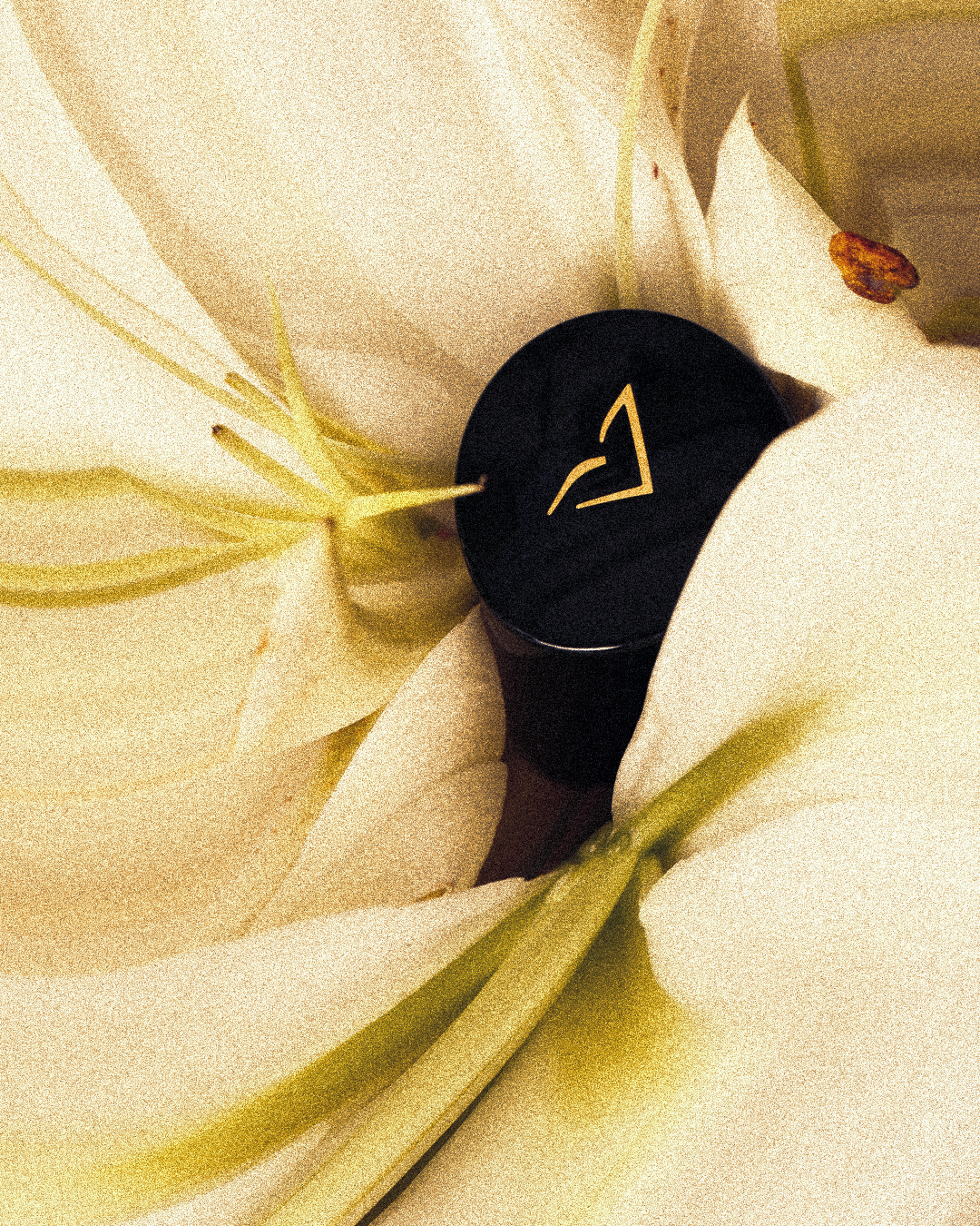 Luxury niche perfume image with soft white petals expressing balanced elegance and refined Eau De Parfum energy